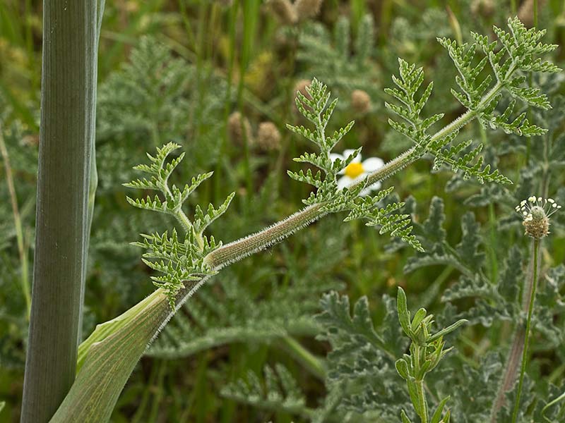 Tallo y hojas del Zumillo (Thapsia villosa)