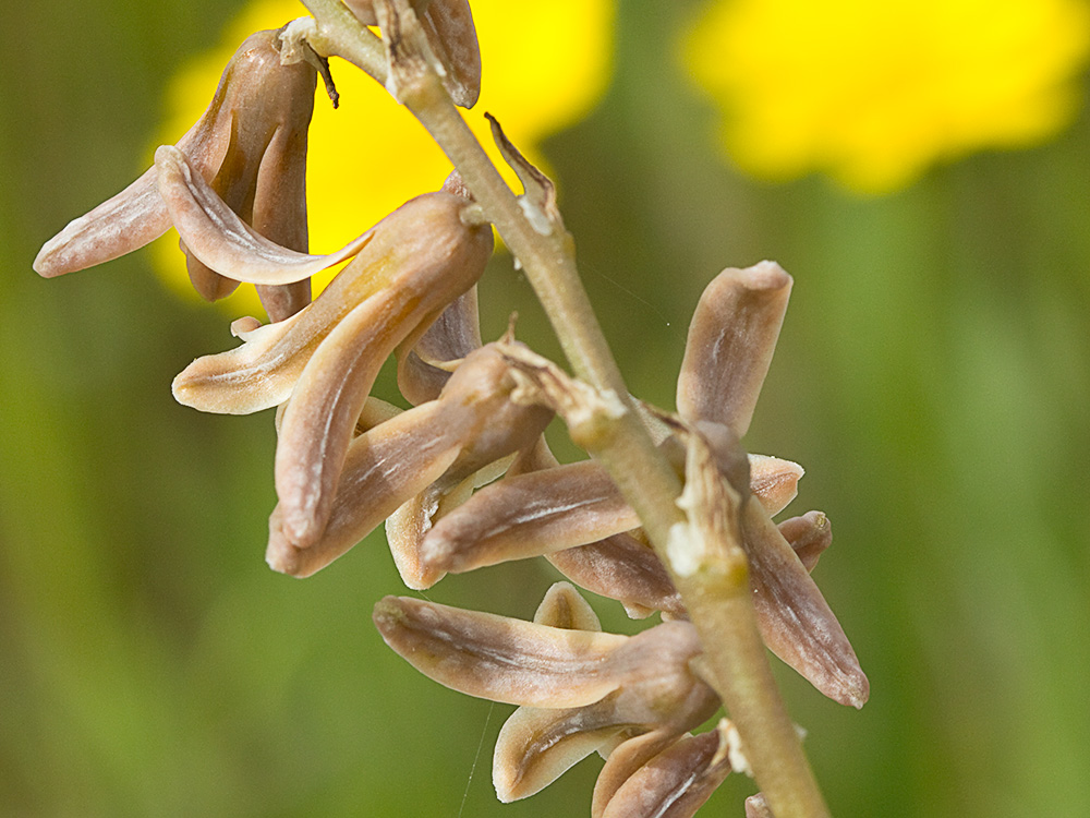 Semillas del Dipcadi serotinum, Jacinto bastardo