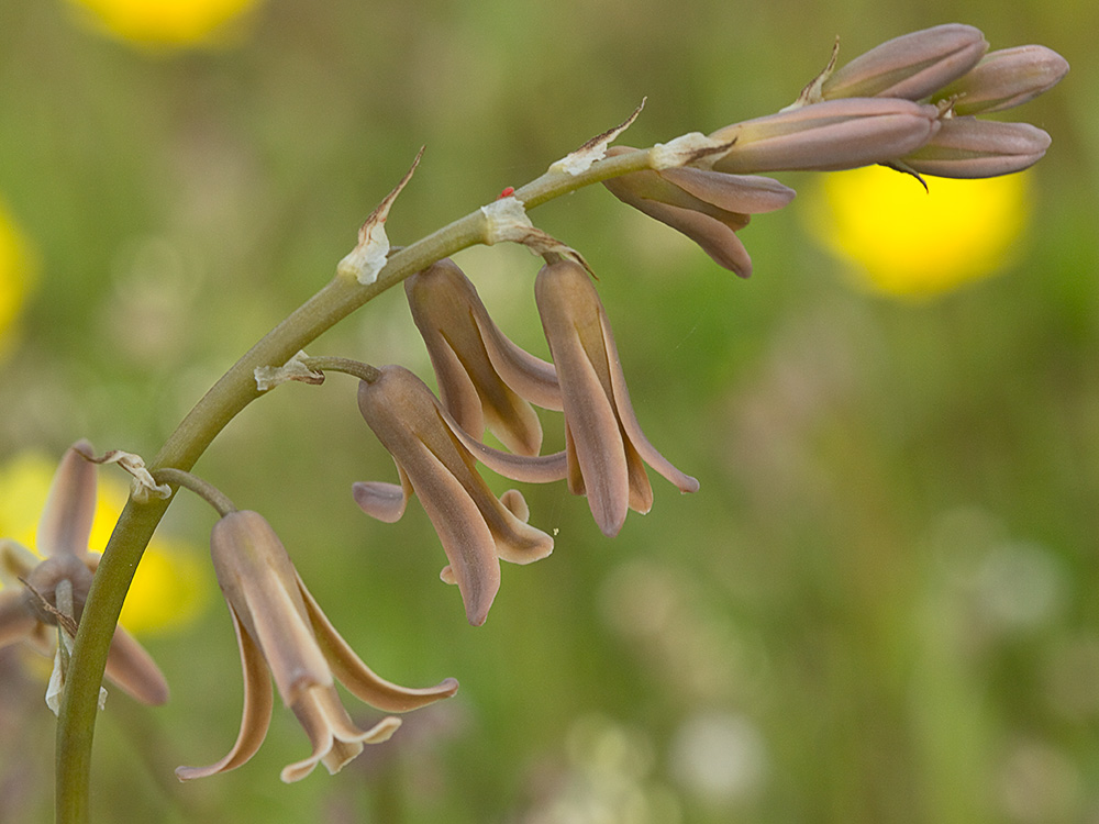 Semillas del Dipcadi serotinum, Jacinto bastardo