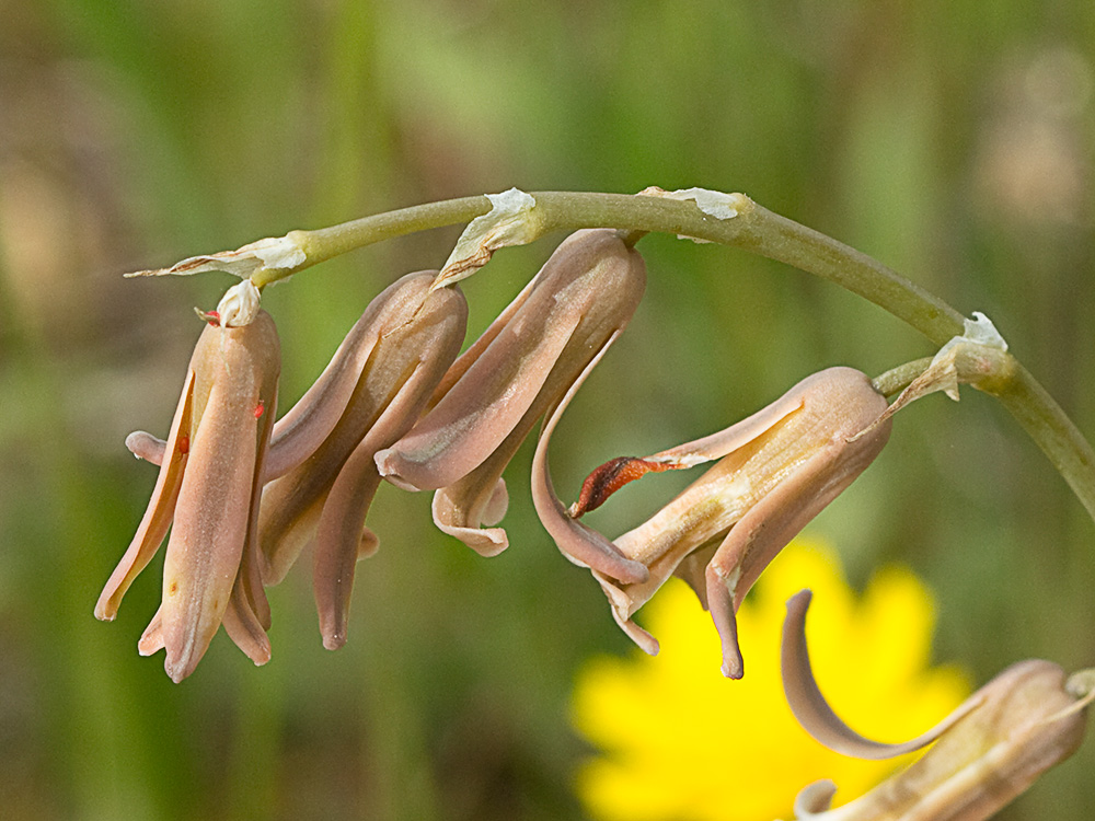 Semillas del Dipcadi serotinum, Jacinto bastardo