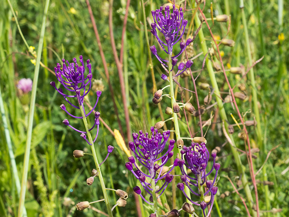 Jacinto comoso (Muscari comosum)