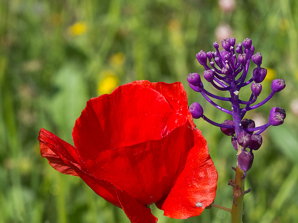 Jacinto comoso (Muscari comosum)