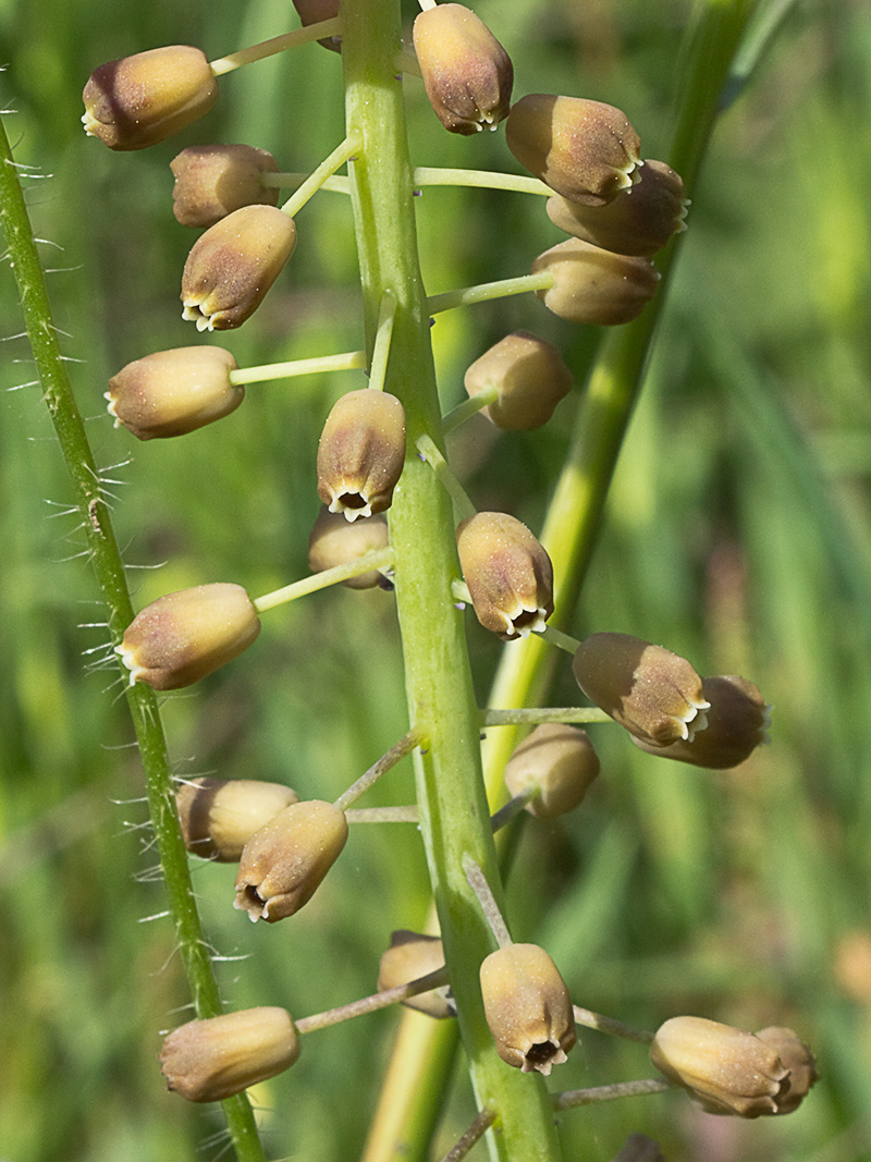 Jacinto comoso (Muscari comosum)