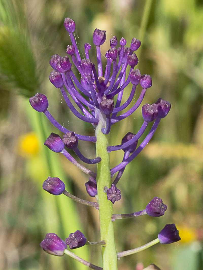 Jacinto comoso (Muscari comosum)