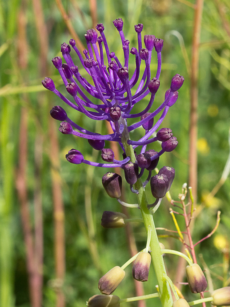 Jacinto comoso (Muscari comosum)