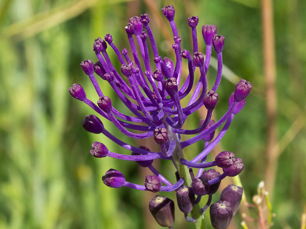 Jacinto comoso (Muscari comosum)