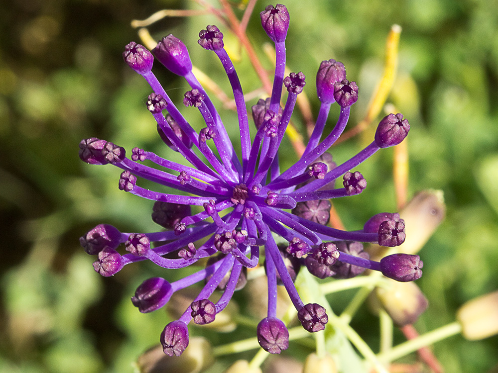 Jacinto comoso (Muscari comosum)