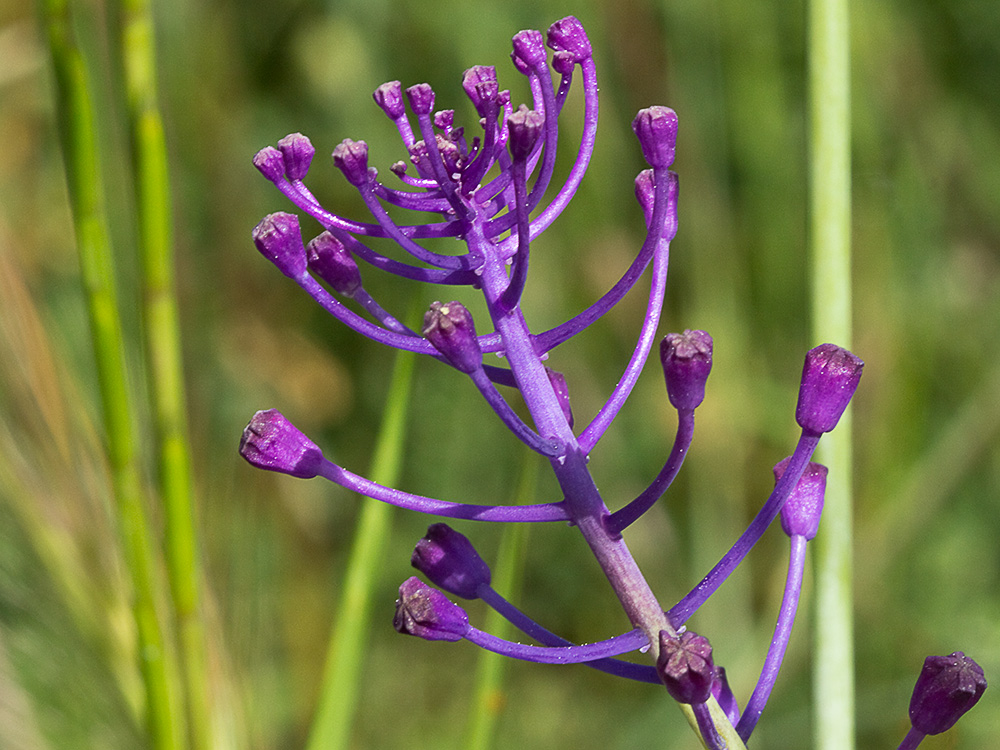 Jacinto comoso (Muscari comosum)