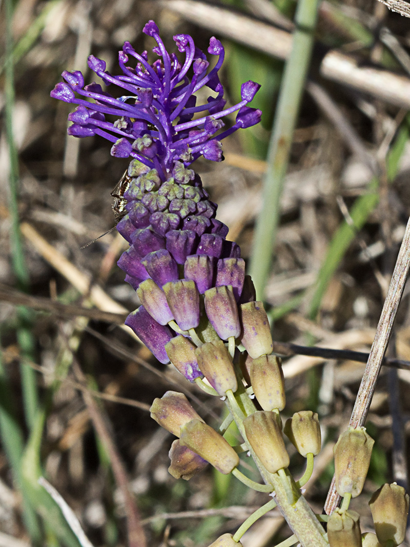 Jacinto comoso (Muscari comosum)