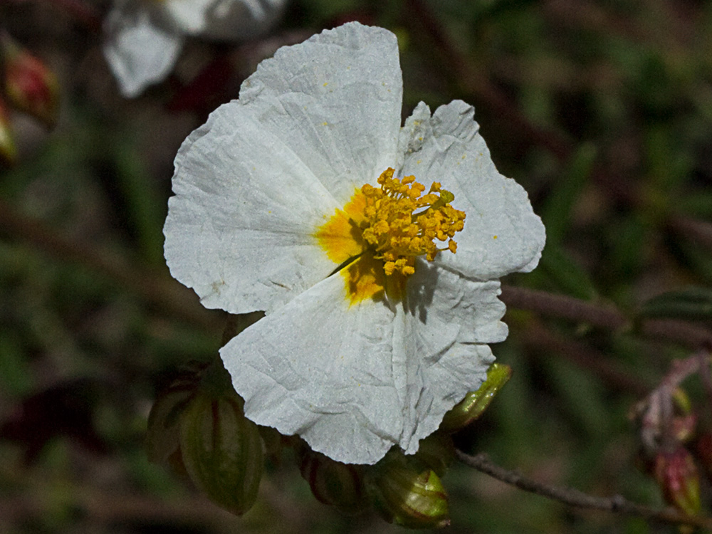 Perdiguera (Helianthemum apenninum)
