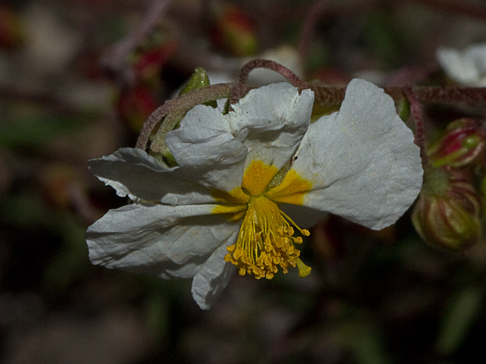 Perdiguera (Helianthemum apenninum)