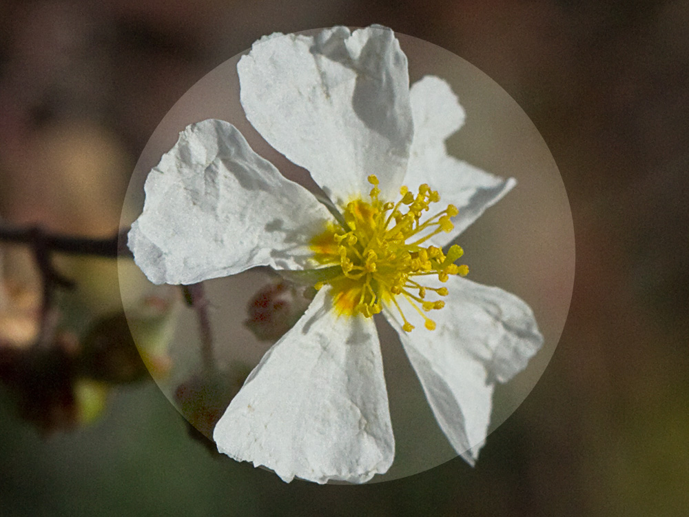 Perdiguera (Helianthemum apenninum)