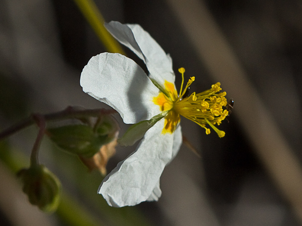 Perdiguera (Helianthemum apenninum)
