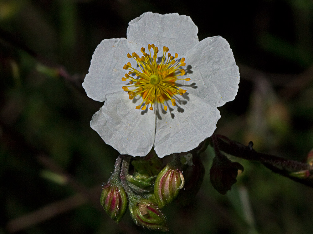 Perdiguera (Helianthemum apenninum)