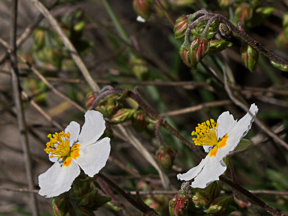 Perdiguera (Helianthemum apenninum)