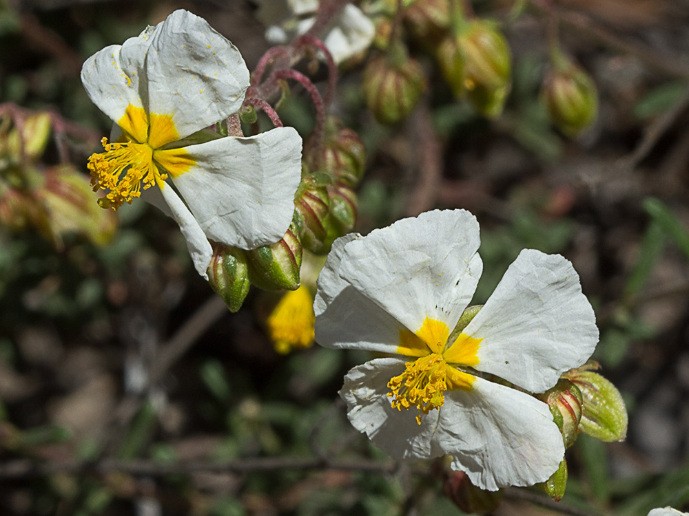 Perdiguera (Helianthemum apenninum)