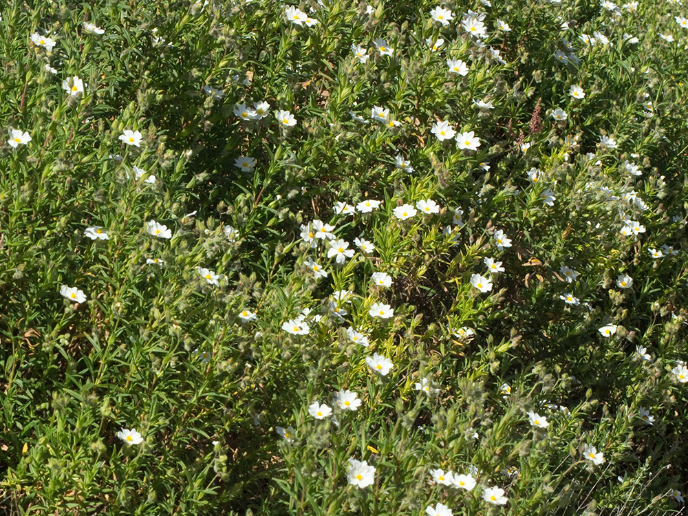 Jaguarzo negro (Cistus monspeliensis)
