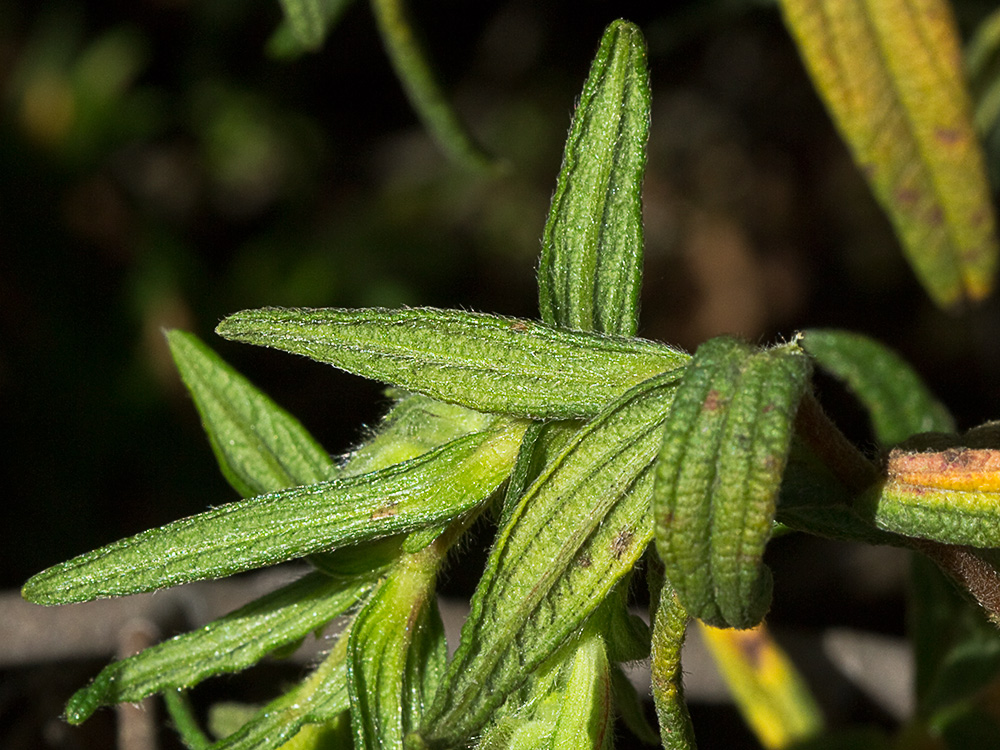 Envés de las hojas del Jaguarzo negro (Cistus monspeliensis)