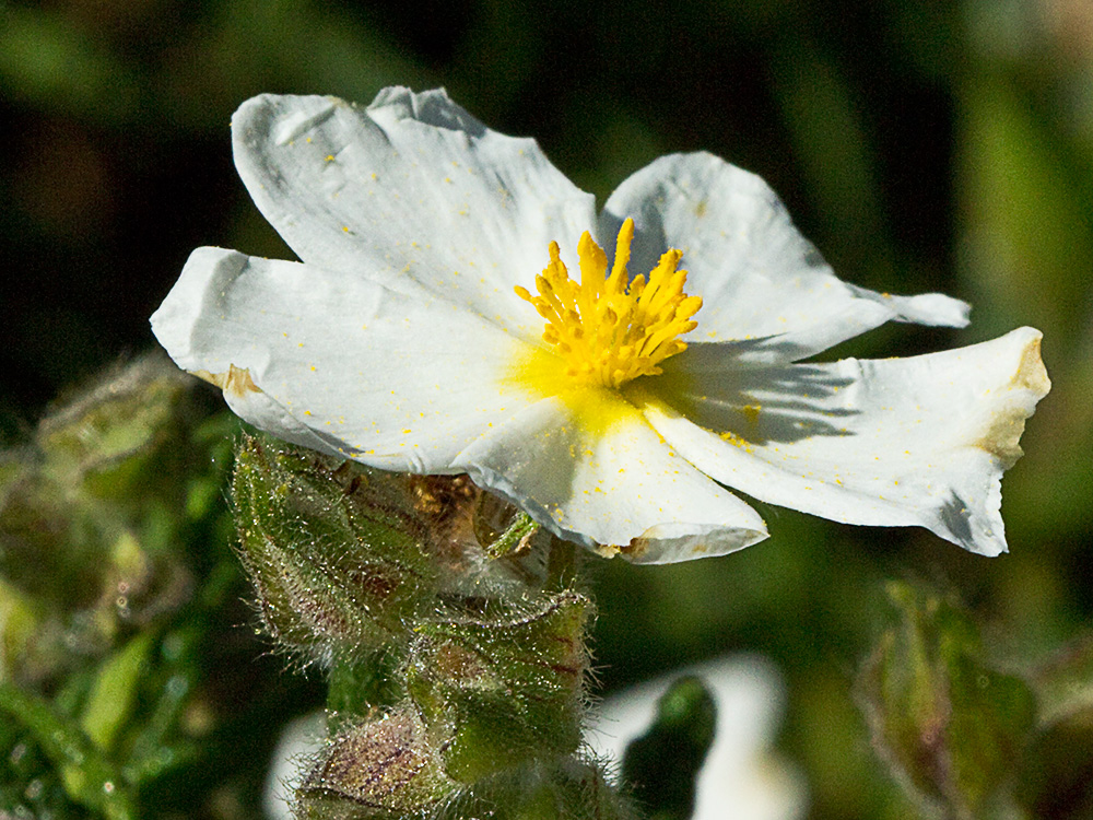 Jaguarzo negro (Cistus monspeliensis)