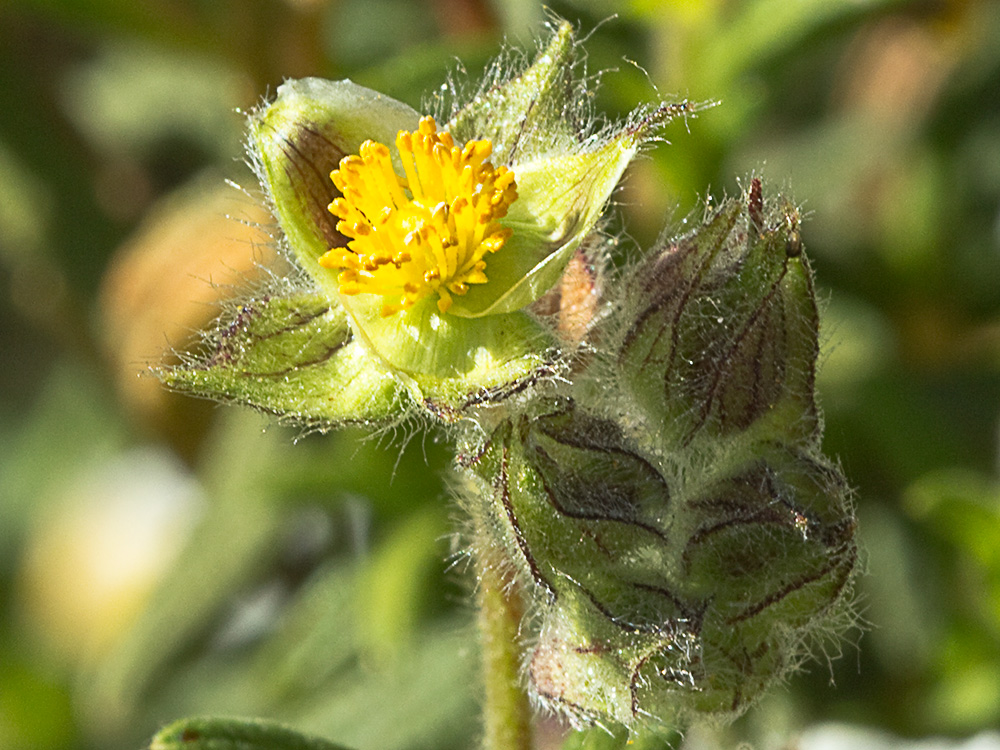 Jaguarzo negro (Cistus monspeliensis)