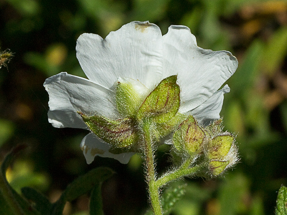 Jaguarzo negro (Cistus monspeliensis)