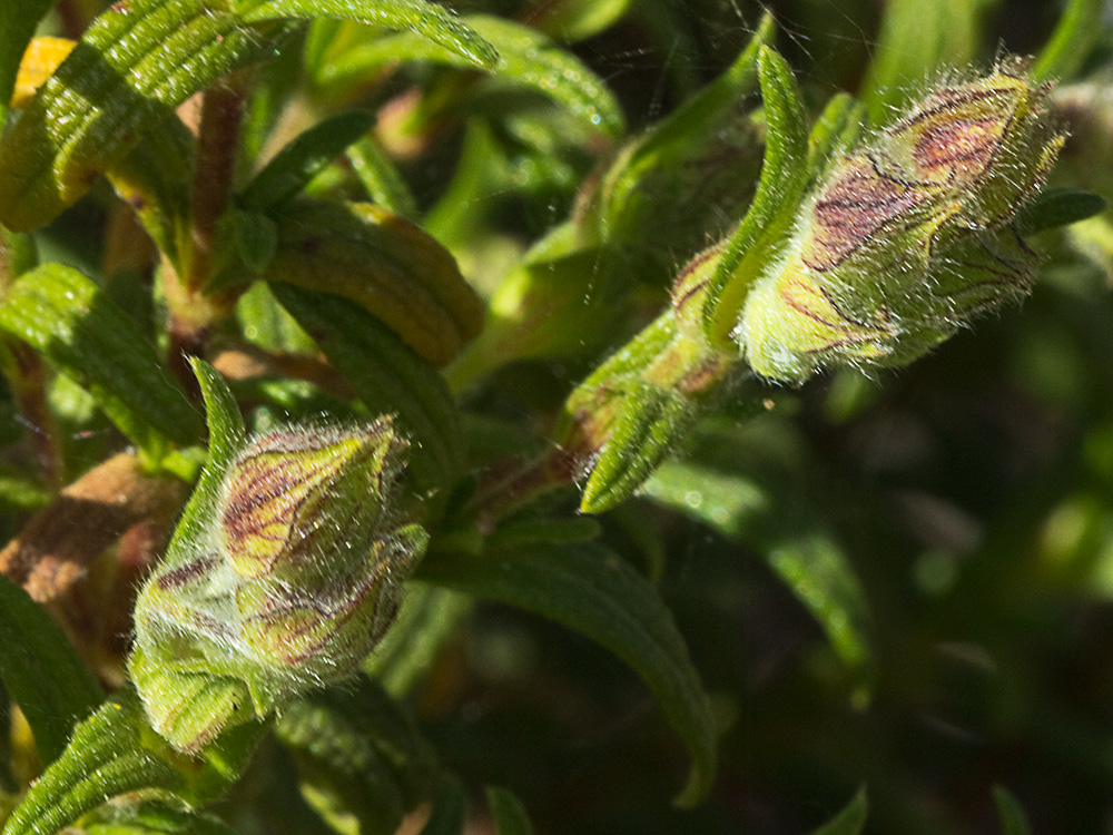 Jaguarzo negro (Cistus monspeliensis)