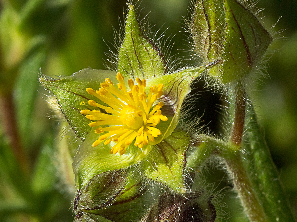 Jaguarzo negro (Cistus monspeliensis)
