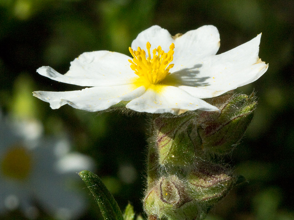 Jaguarzo negro (Cistus monspeliensis)