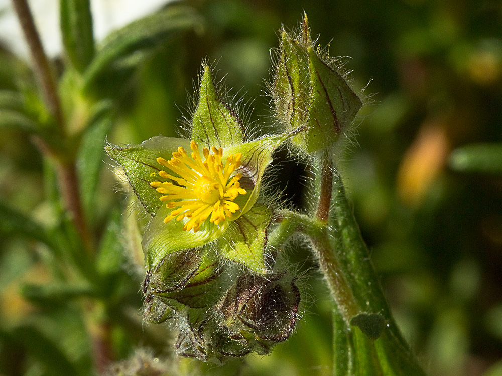 Jaguarzo negro (Cistus monspeliensis)