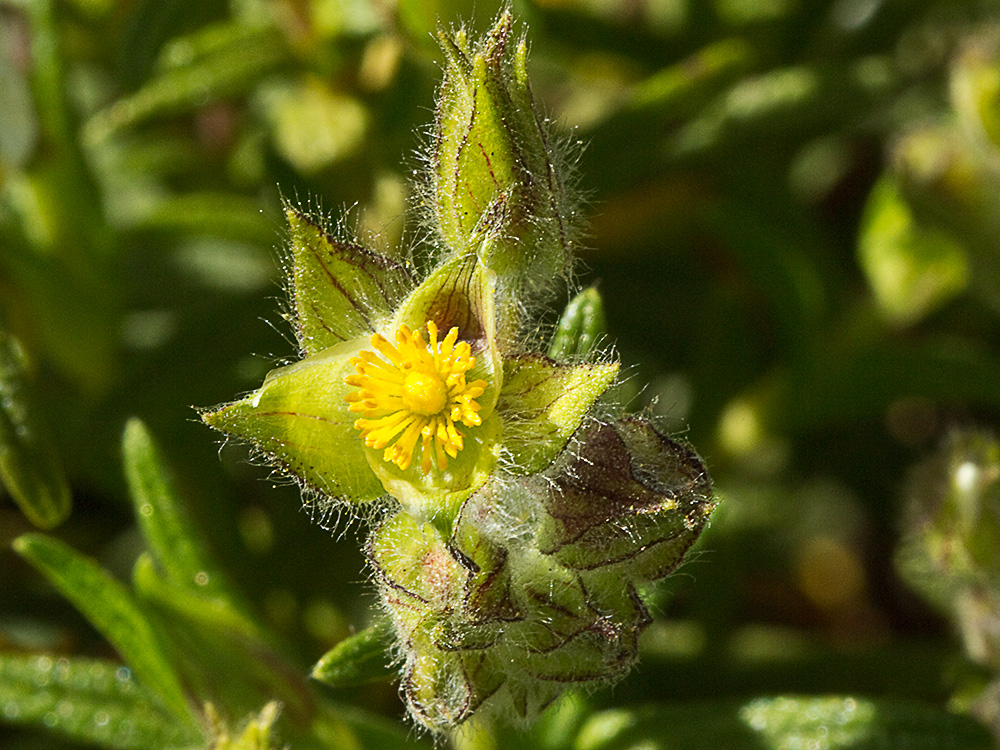 Jaguarzo negro (Cistus monspeliensis)