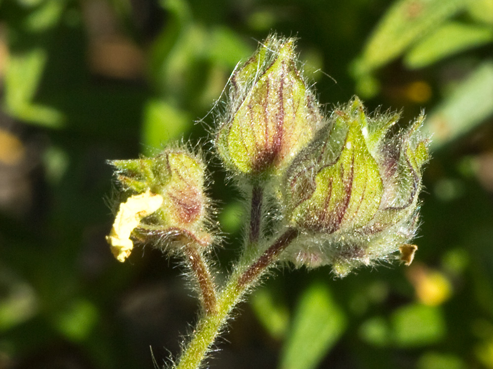 Fruto Jaguarzo negro (Cistus monspeliensis)