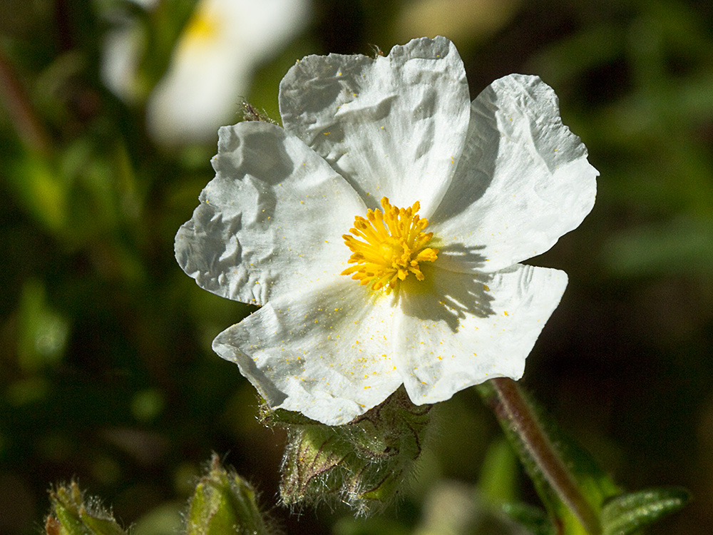 Jaguarzo negro (Cistus monspeliensis)