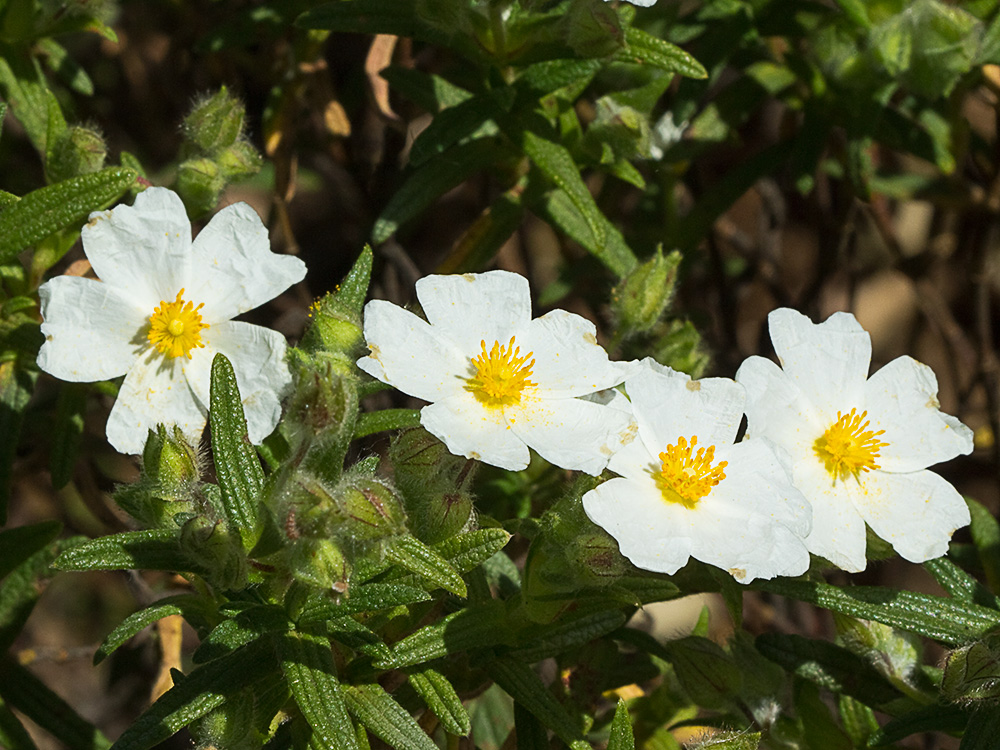 Jaguarzo negro (Cistus monspeliensis)