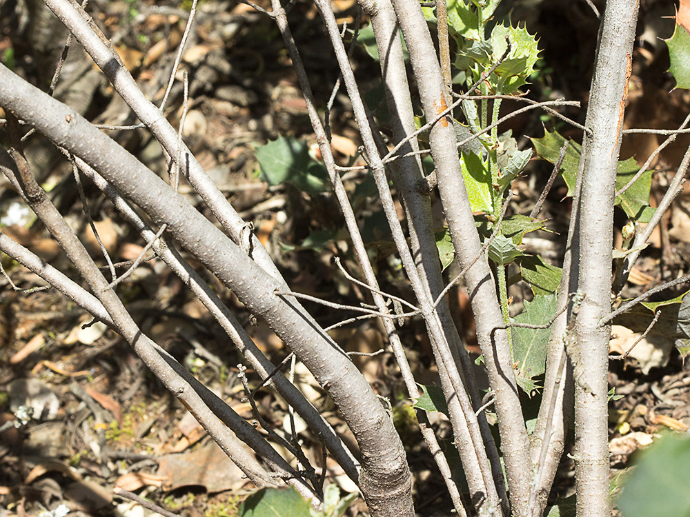 Tallos del Jaguarzo negro (Cistus monspeliensis)