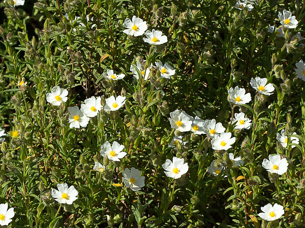 Jaguarzo negro (Cistus monspeliensis)