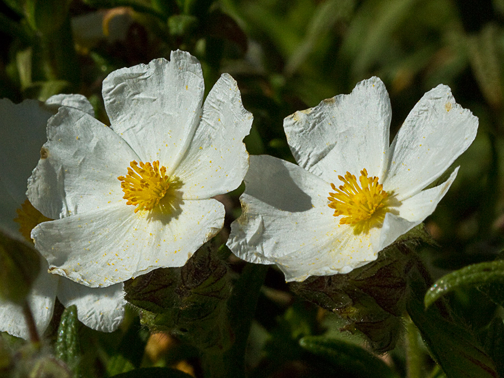 Jaguarzo negro (Cistus monspeliensis)
