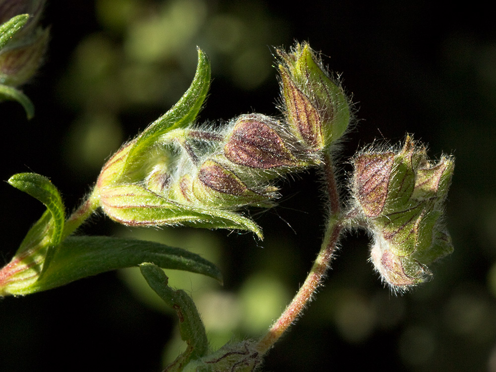 Jaguarzo negro (Cistus monspeliensis)