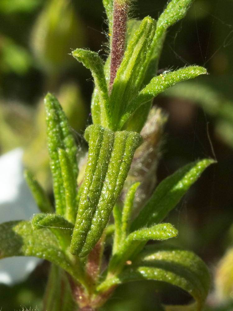 Haz de las hojas del Jaguarzo negro (Cistus monspeliensis)