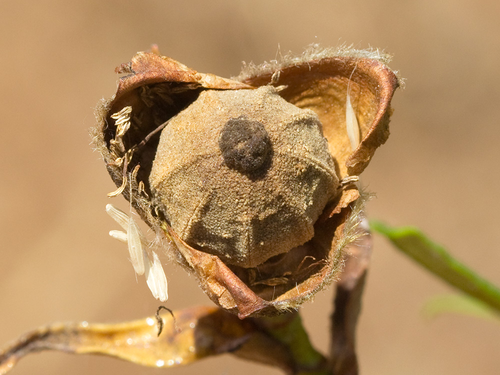 Cápsula de la Jara pringosa (Cistus Ladanifer)
