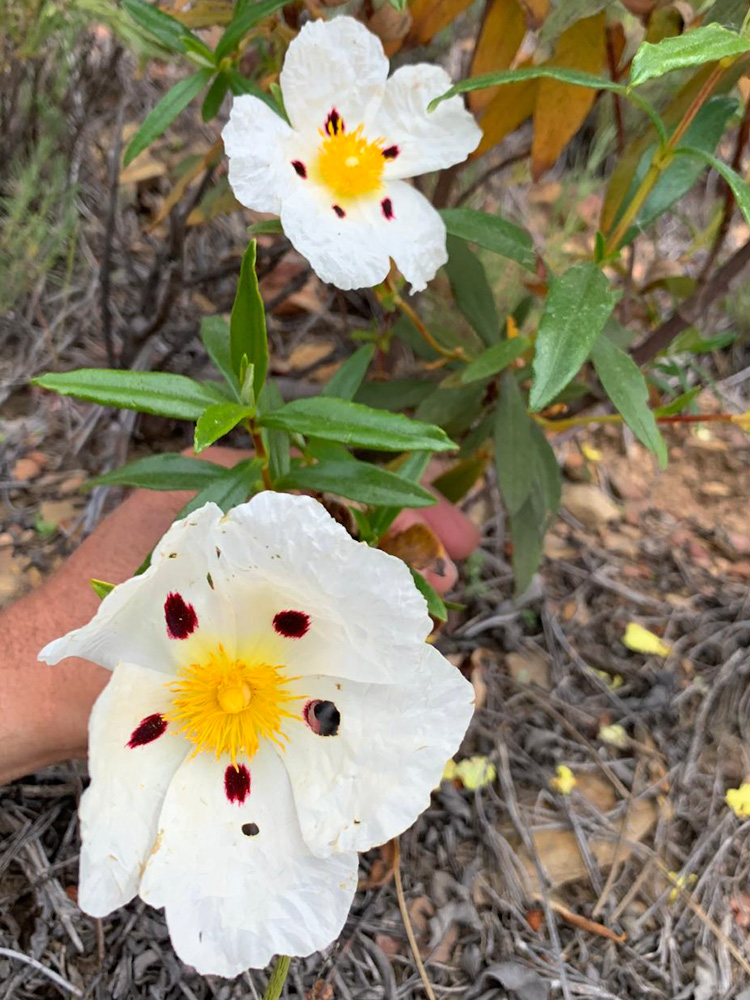Jara pringosa (Cistus Ladanifer)