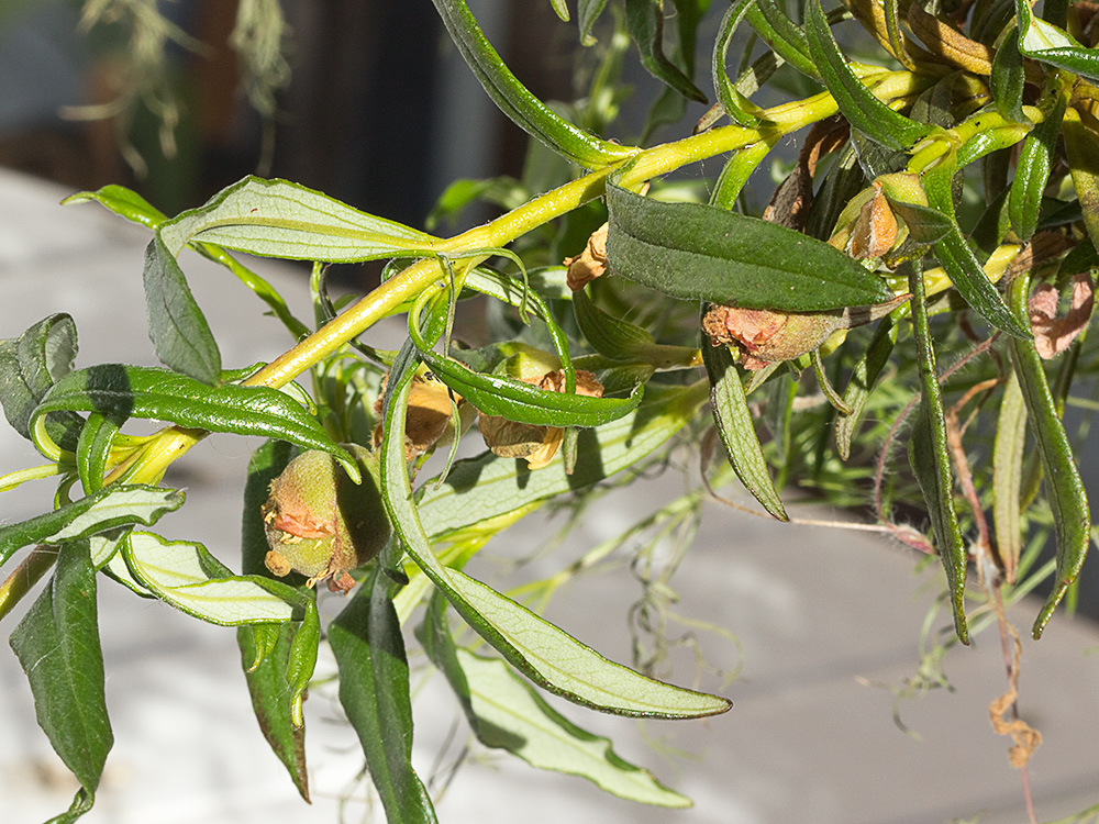 Jara pringosa (Cistus Ladanifer)
