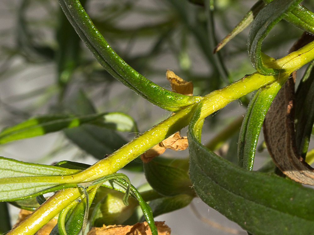 Jara pringosa (Cistus Ladanifer)