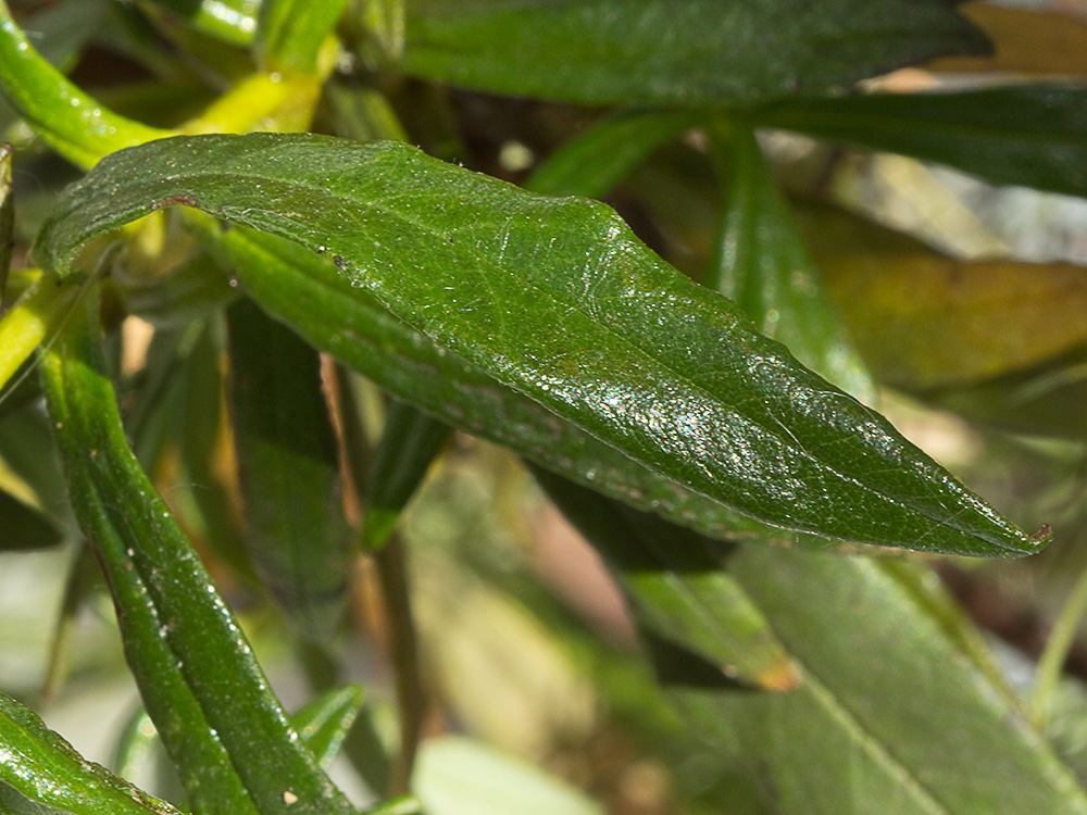 Jara pringosa (Cistus Ladanifer)