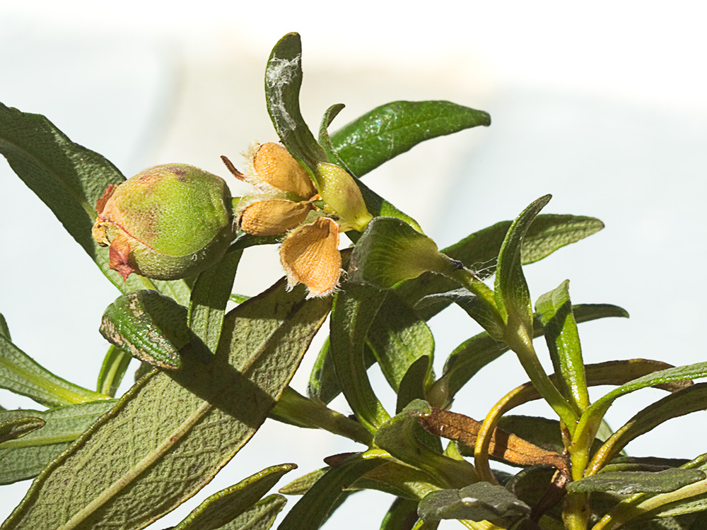 Jara pringosa (Cistus Ladanifer)
