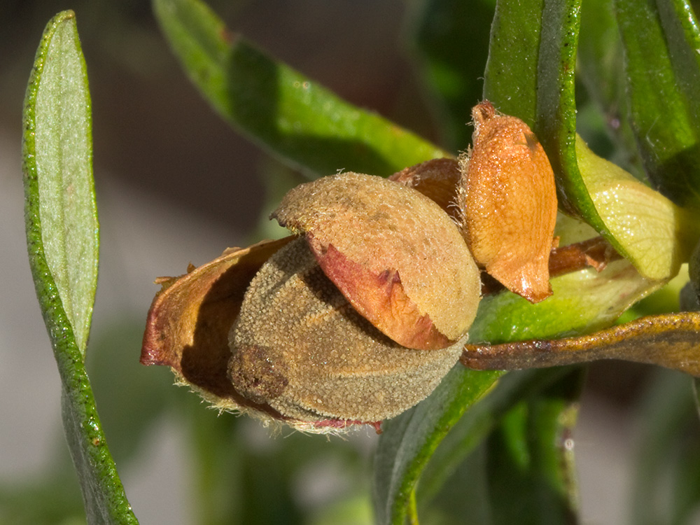 Jara pringosa (Cistus Ladanifer)