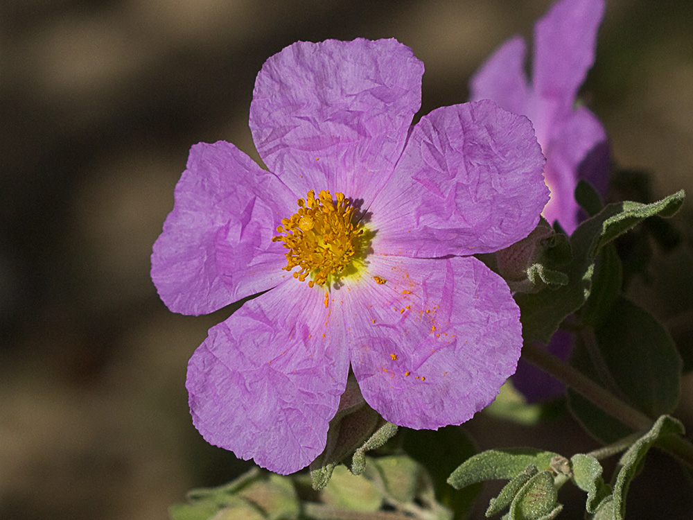 Cistus albidus, jara blanca