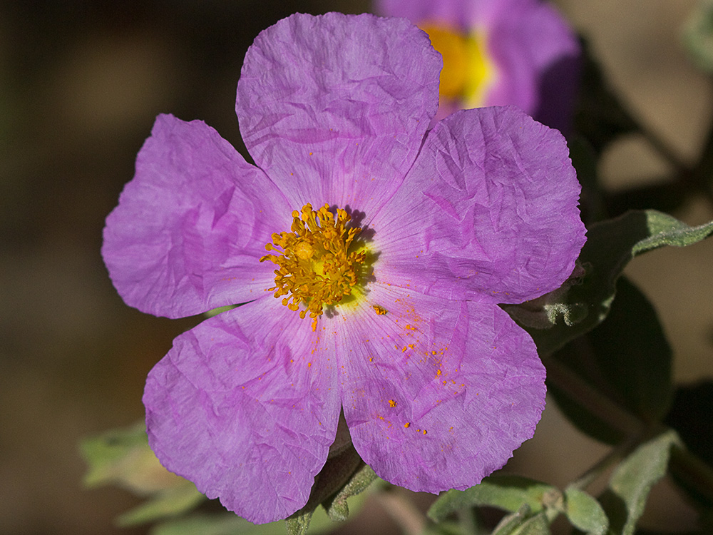 Cistus albidus, jara blanca