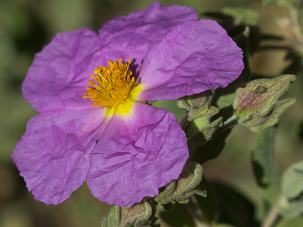 Cistus albidus, jara blanca