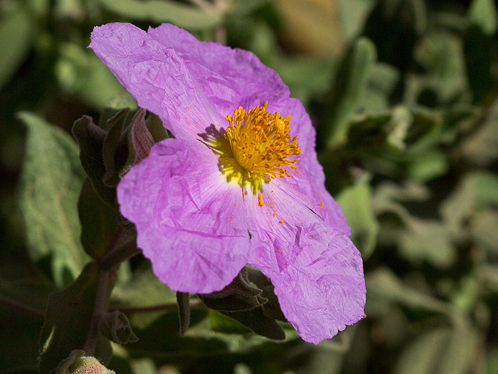 Cistus albidus, jara blanca