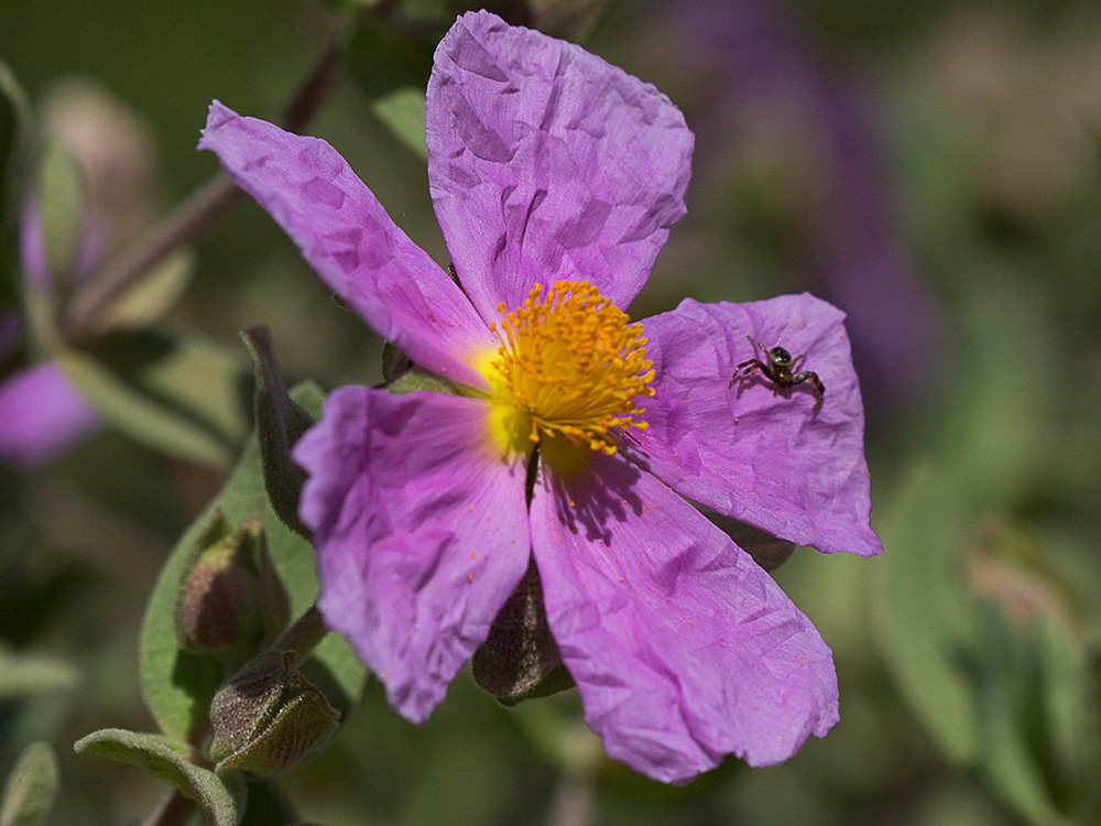 Cistus albidus, jara blanca